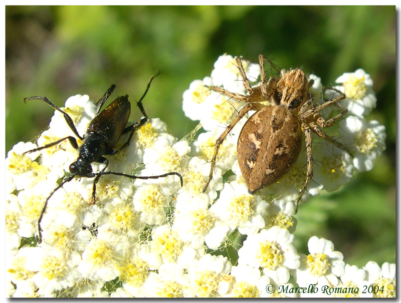 Ragno (Oxyopes sp.) e preda (Cerambycidae) sul Monte Olimpo